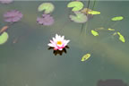 Diverse 09.jpg (27kb)